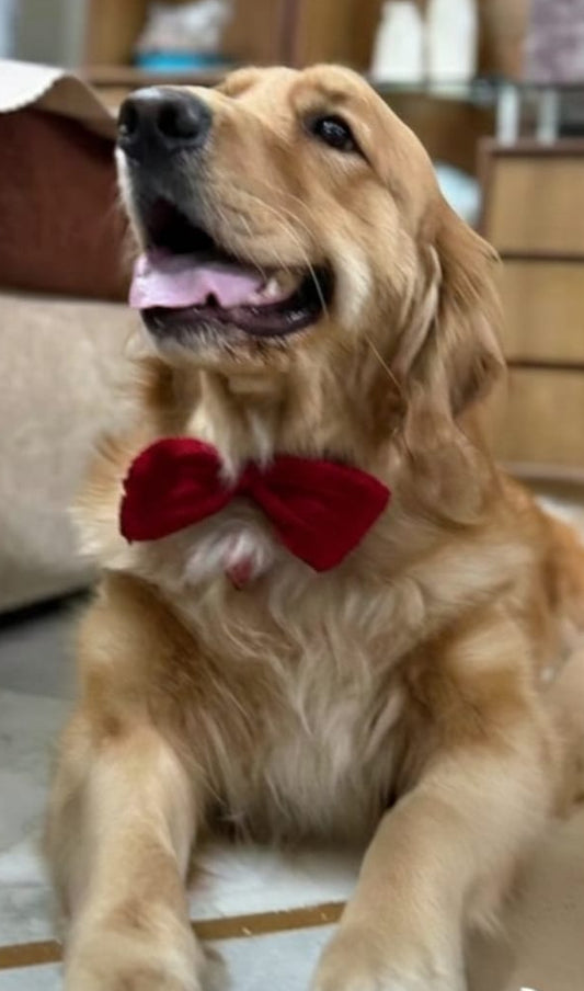 Pup bow tie